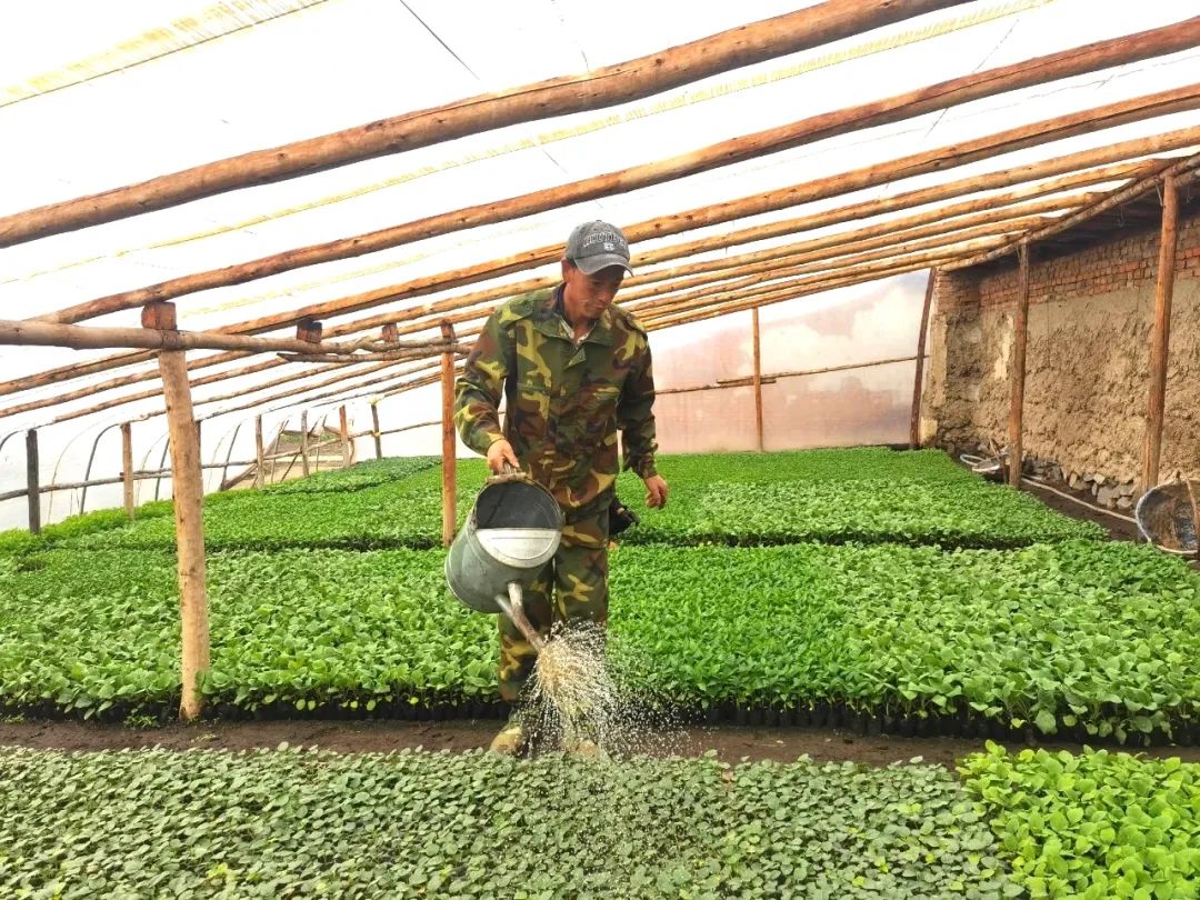 院子种植致富果_种植果树致富_果树种植致富经