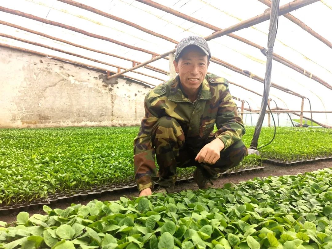 果树种植致富经_种植果树致富_院子种植致富果