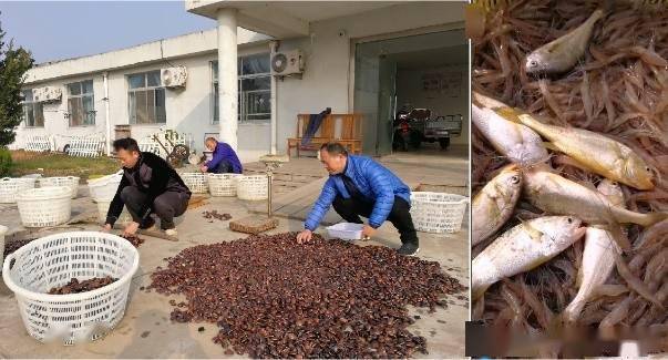 鳄鱼高效养殖技术_鳄鱼养殖高效技术研究_鳄鱼养殖高效技术有哪些