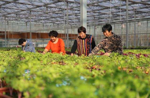 果园大棚要多少钱一亩_果园大棚种植致富_种大棚水果收入怎么样