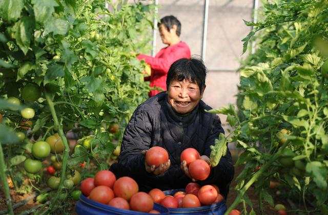 果园大棚种植致富_种大棚水果收入怎么样_果园大棚要多少钱一亩