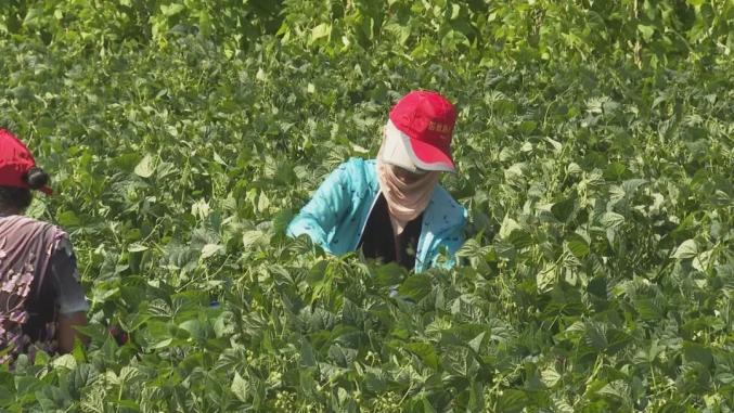 农村种菜致富案例_种农家菜园_农村致富种植菜园