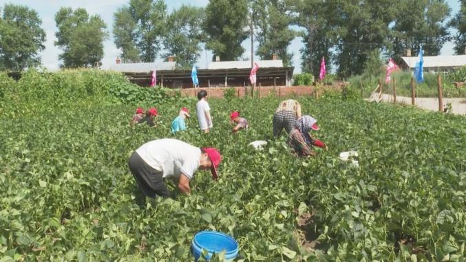 种农家菜园_农村致富种植菜园_农村种菜致富案例