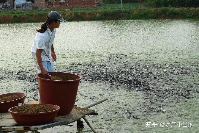 鲫鱼养殖视频教程_鲫鱼成鱼养殖技术视频_鲫鱼养殖成功案例