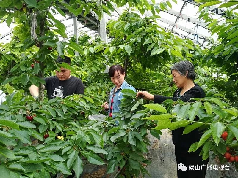 种大棚水果收入怎么样_果园大棚种植致富_果园大棚要多少钱一亩