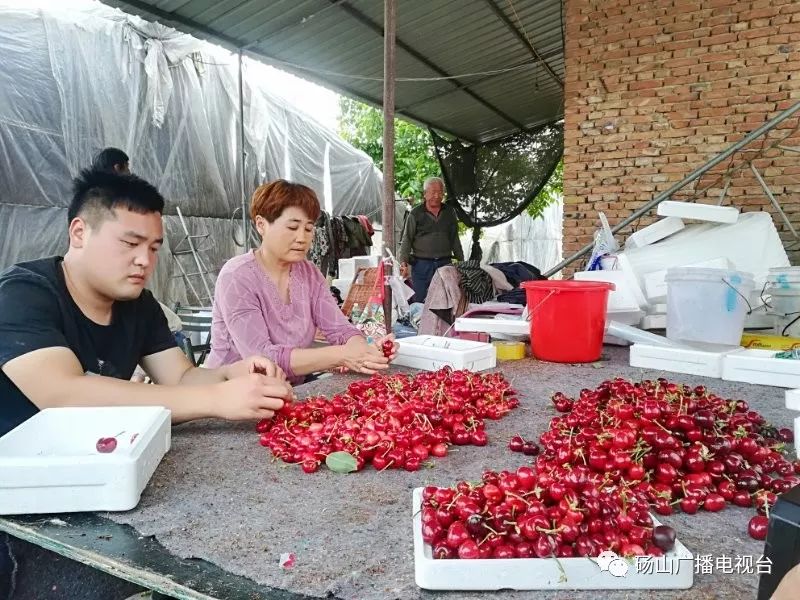 果园大棚种植致富_果园大棚要多少钱一亩_种大棚水果收入怎么样