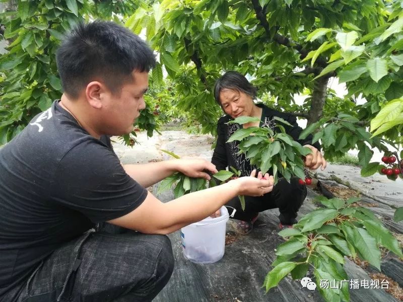 果园大棚种植致富_种大棚水果收入怎么样_果园大棚要多少钱一亩