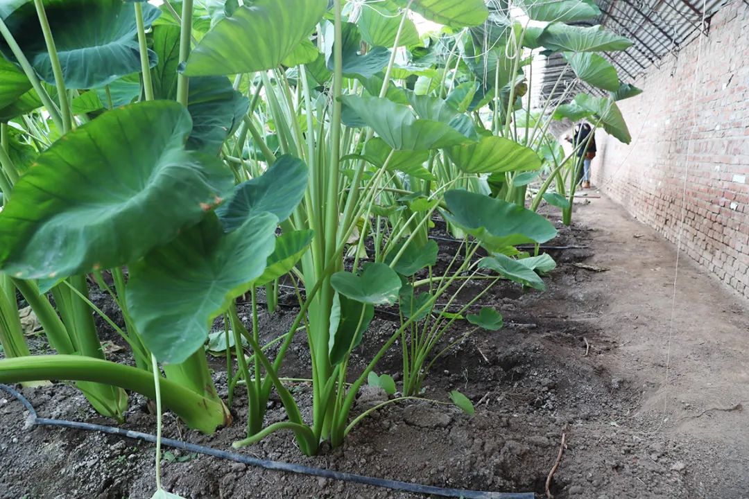 致富种植芋头视频_致富经芋头种植_致富种植芋头怎么样