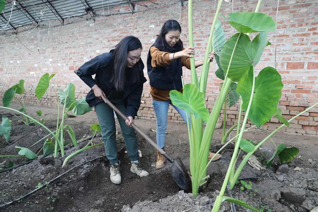 致富种植芋头怎么样_致富种植芋头视频_致富经芋头种植