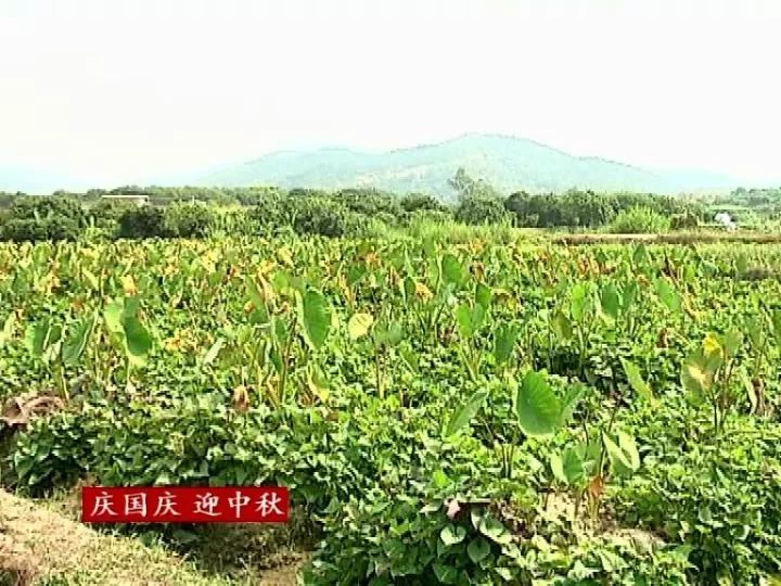 致富经芋头种植_致富种植芋头怎么样_种植芋头赚钱吗