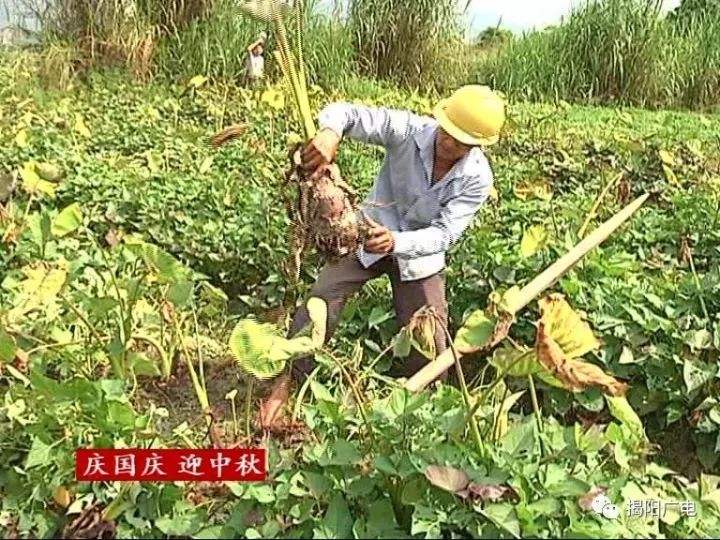 致富经芋头种植_致富种植芋头怎么样_种植芋头赚钱吗