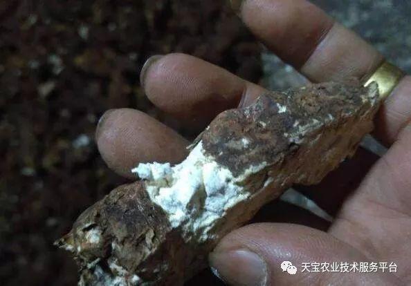 重楼种植技术吧_种植重楼需要什么条件_种植重楼技术完整版视频