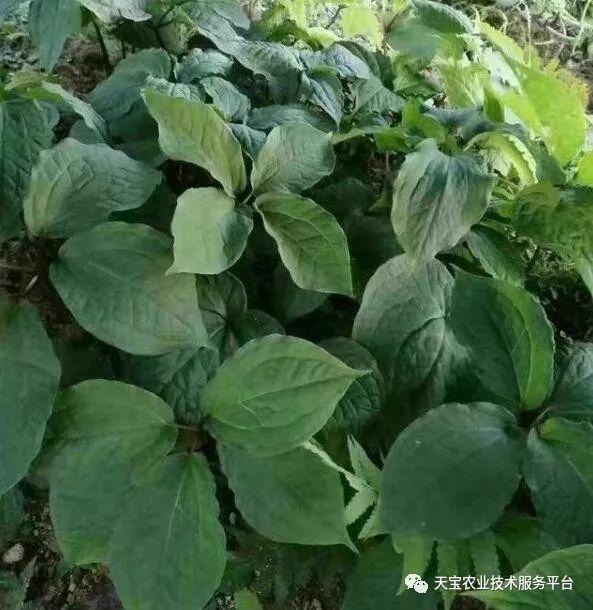 重楼种植技术吧_种植重楼需要什么条件_种植重楼技术完整版视频