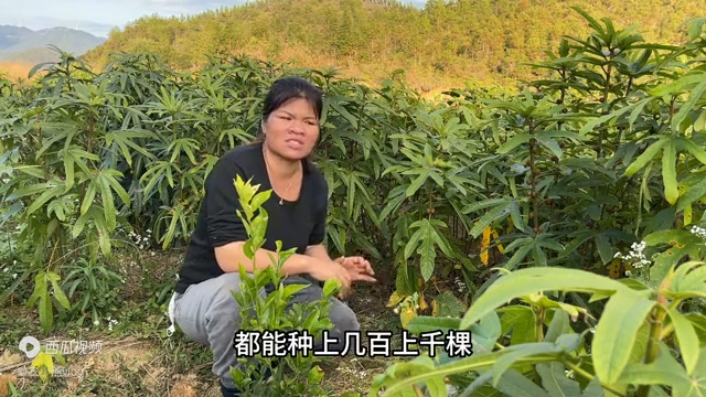 视频药材种植技术有哪些_药材种植技术视频_药材种植技术指导