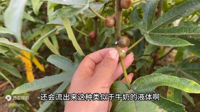 药材种植技术视频_视频药材种植技术有哪些_药材种植技术指导