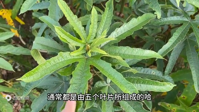 视频药材种植技术有哪些_药材种植技术指导_药材种植技术视频