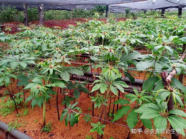 种植重楼的前景如何_重楼种植技术吧_种植重楼技术完整版视频