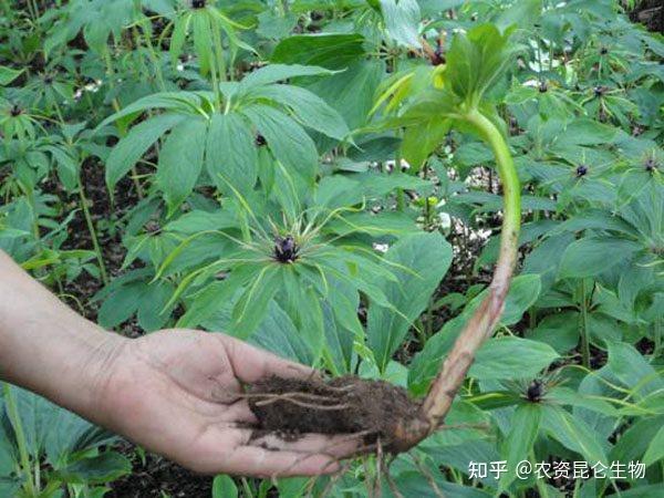 种植重楼的前景如何_种植重楼技术完整版视频_重楼种植技术吧