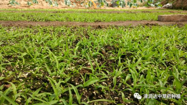 白芨种植是致富路还是泡沫陷阱？