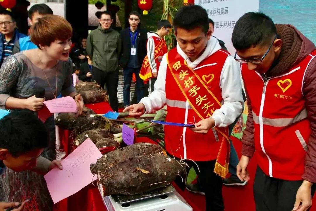 致富种植芋头怎么样_致富种植芋头视频_致富经芋头种植