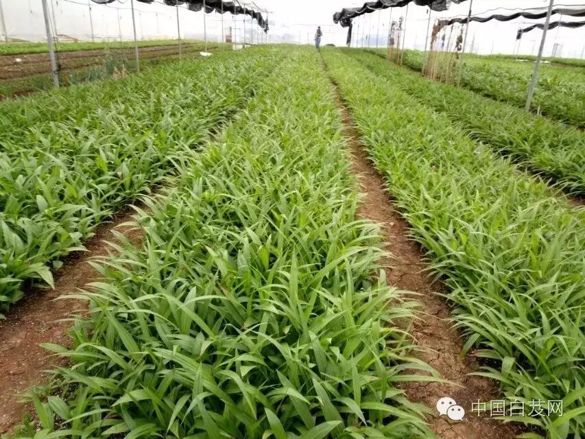 大棚白芨种植农村致富的新风向