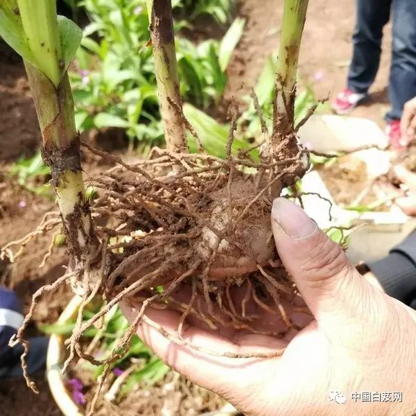 致富种植白芨图片_种植白芨致富项目_白芨种植致富