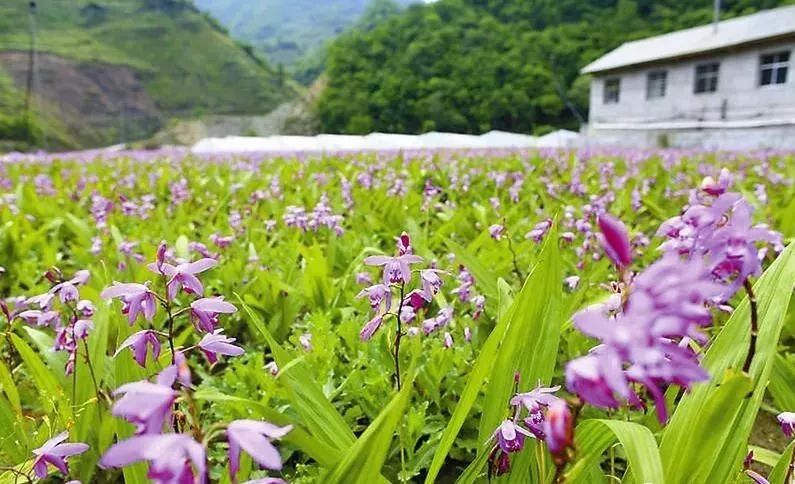 致富种植白芨怎么样_白芨种植致富_种植白芨致富项目