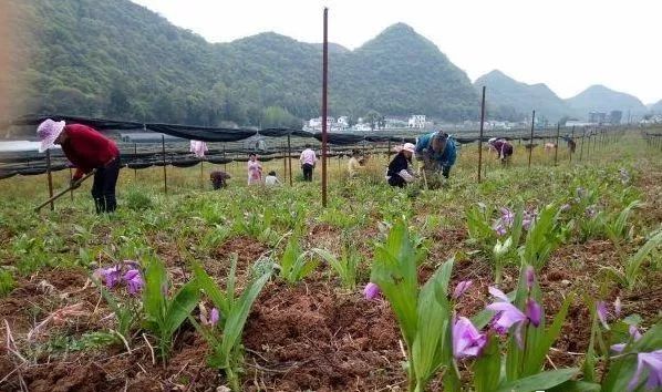 种植白芨致富项目_致富种植白芨怎么样_白芨种植致富