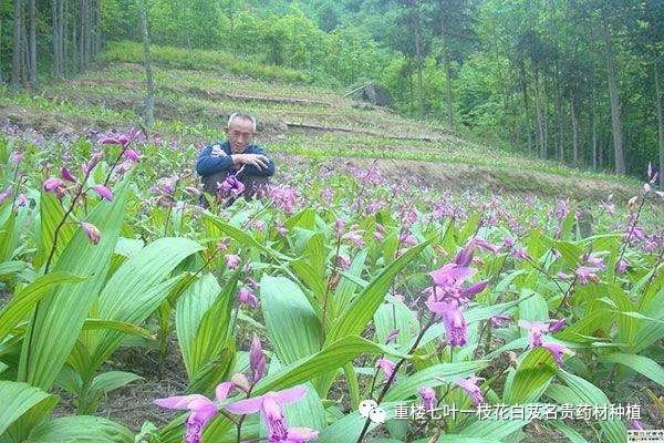 种植白芨致富项目_白芨种植致富_致富种植白芨怎么样