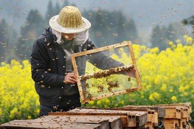 蜂的养殖教程视频_蜂的养殖技术_意蜂十二个月养殖技术