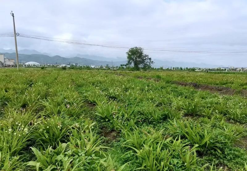 【乡村振兴】军店镇向家湾村：走出白芨产业致富好路子