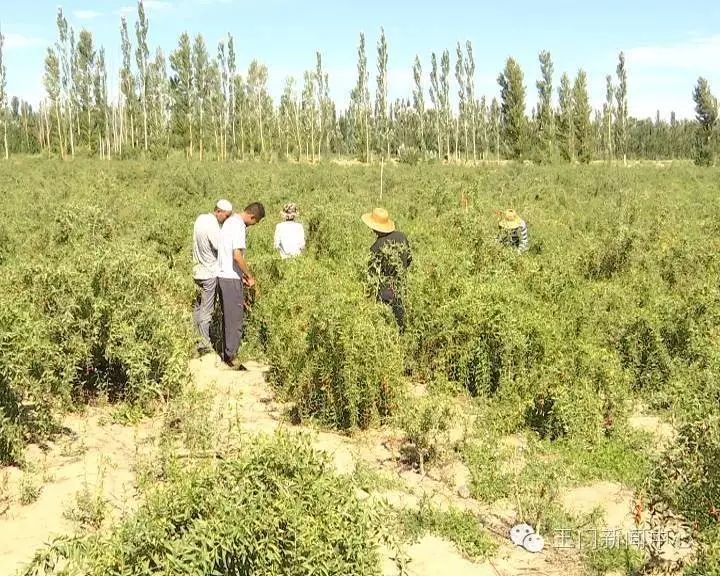 小枸杞种植致富_致富枸杞种植小程序下载_种枸杞子赚钱吗