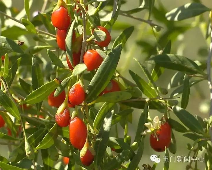 小枸杞种植致富_致富枸杞种植小程序下载_种枸杞子赚钱吗