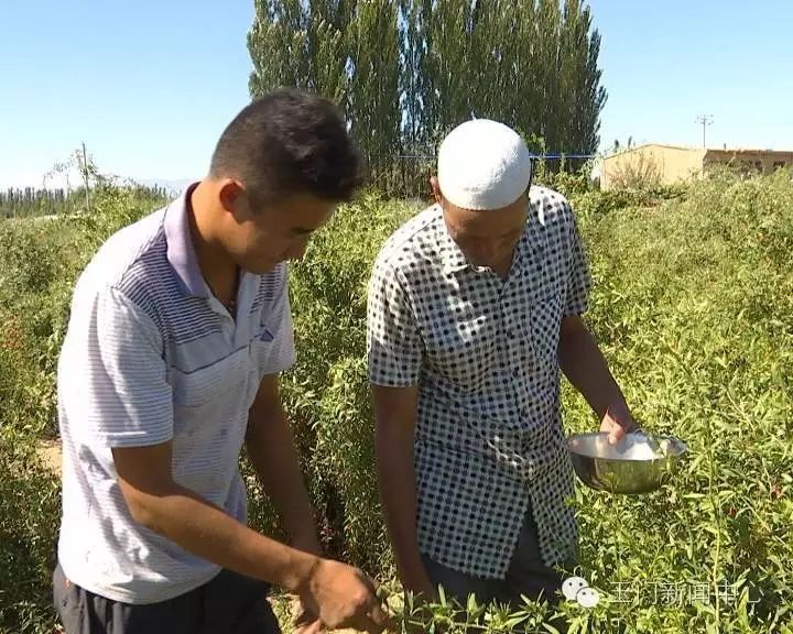 种枸杞子赚钱吗_小枸杞种植致富_致富枸杞种植小程序下载