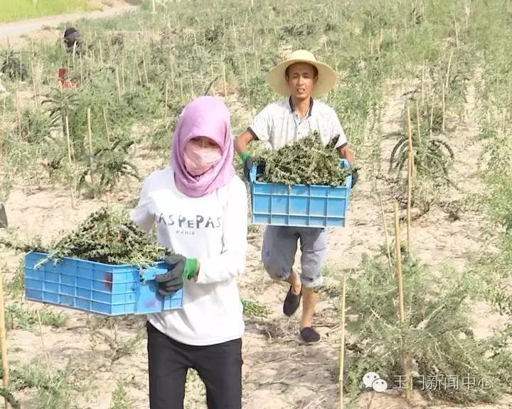 致富枸杞种植小程序下载_小枸杞种植致富_种枸杞子赚钱吗