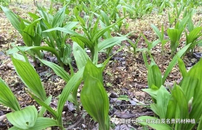 种植白芨致富项目_致富种植白芨视频_白芨种植致富