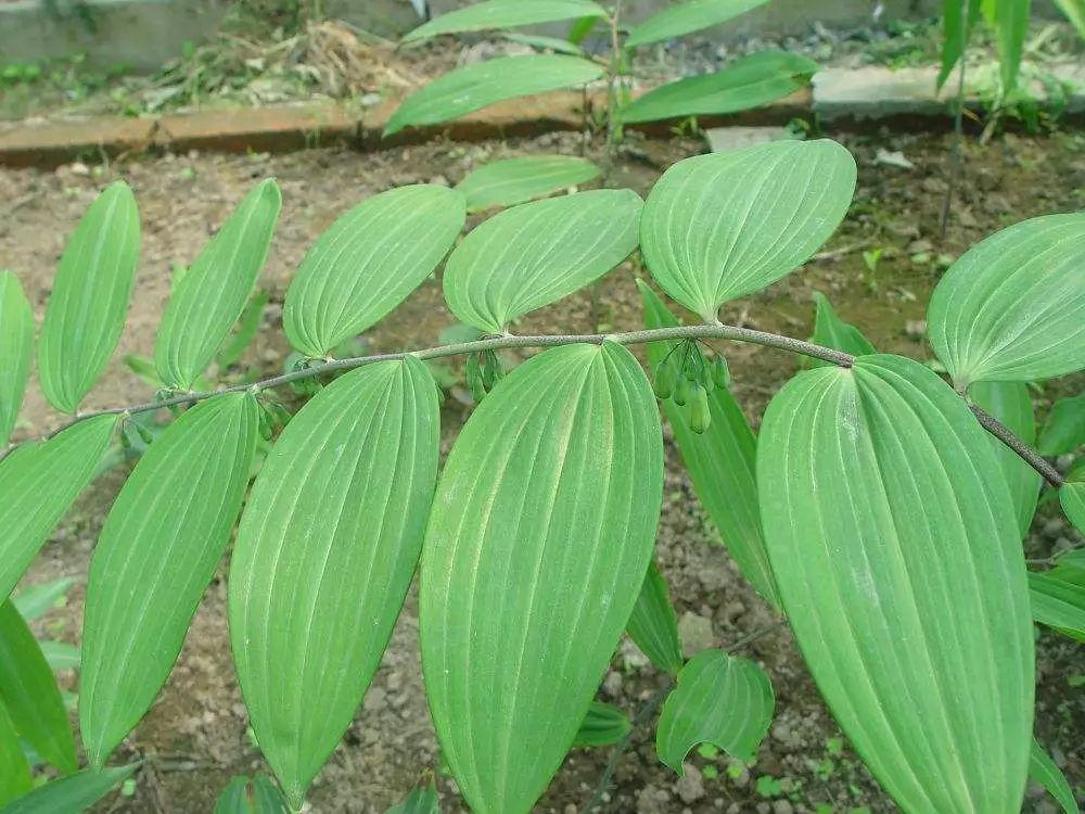 药材的种植技术_药材种植技术视频_药材种植技术指导