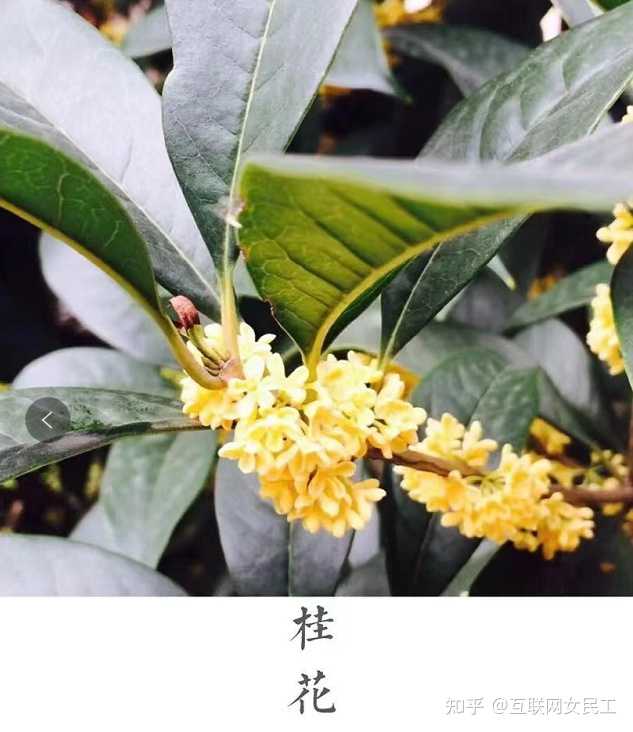 致富莲子种植条件_种植莲子致富_种植莲子的效益怎么样