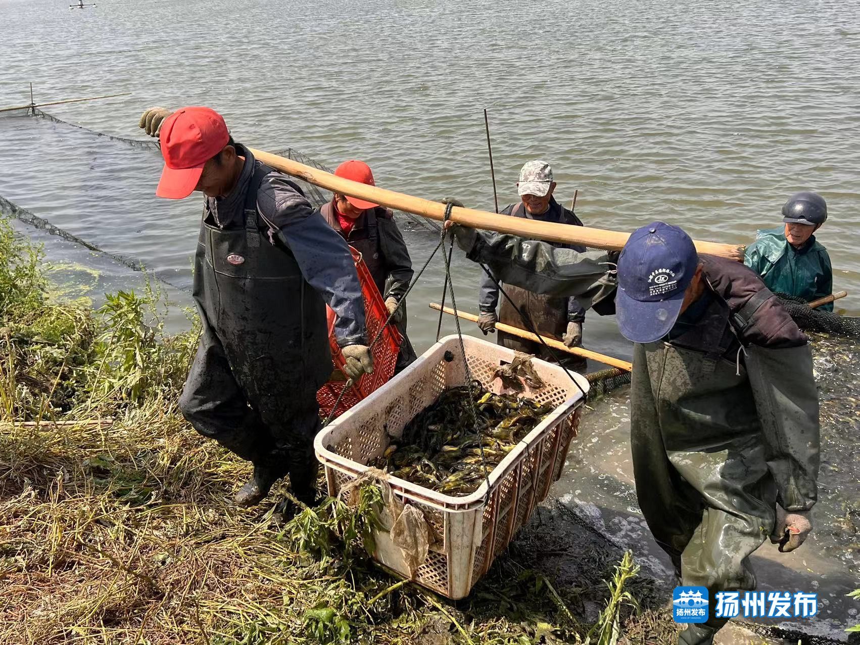 养殖致富经验_养殖致富经视频_致富养殖视频