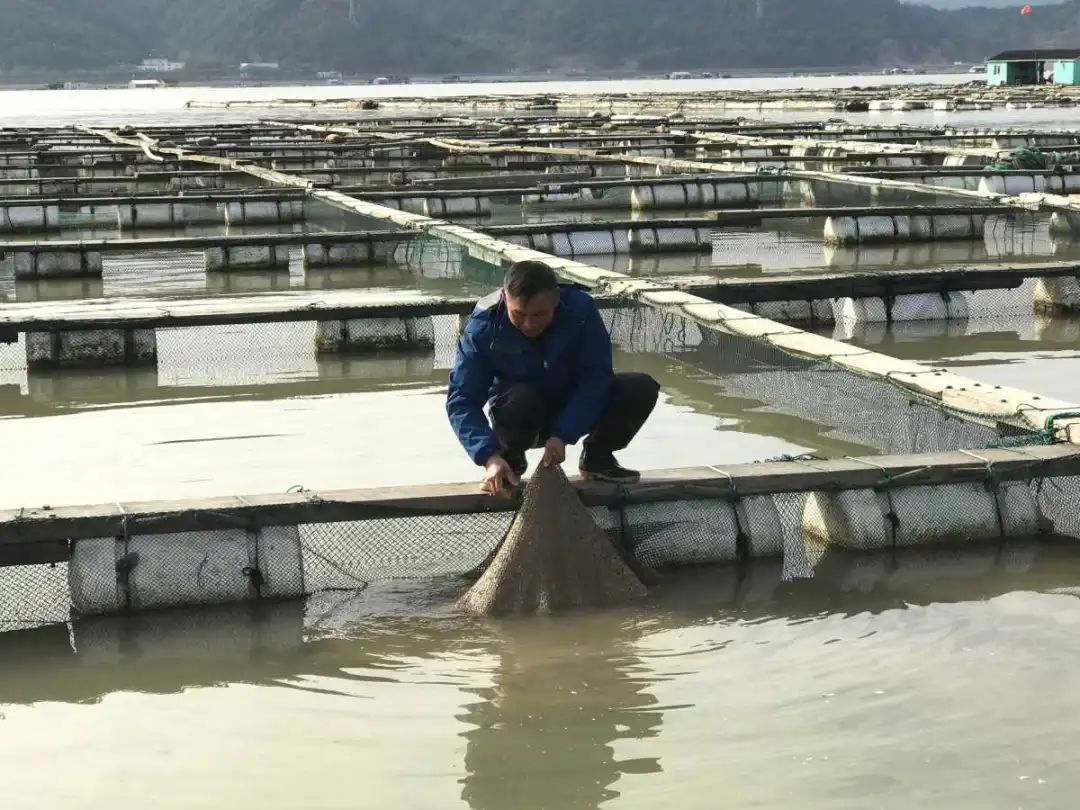 养鱼视频致富经_养樊鲈鱼视频致富经_生财有道鲈鱼养殖视频