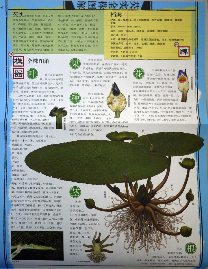 致富莲子种植技术视频_致富莲子种植条件_种植莲子致富