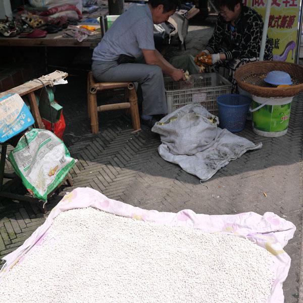 致富莲子种植技术视频_致富莲子种植条件_种植莲子致富