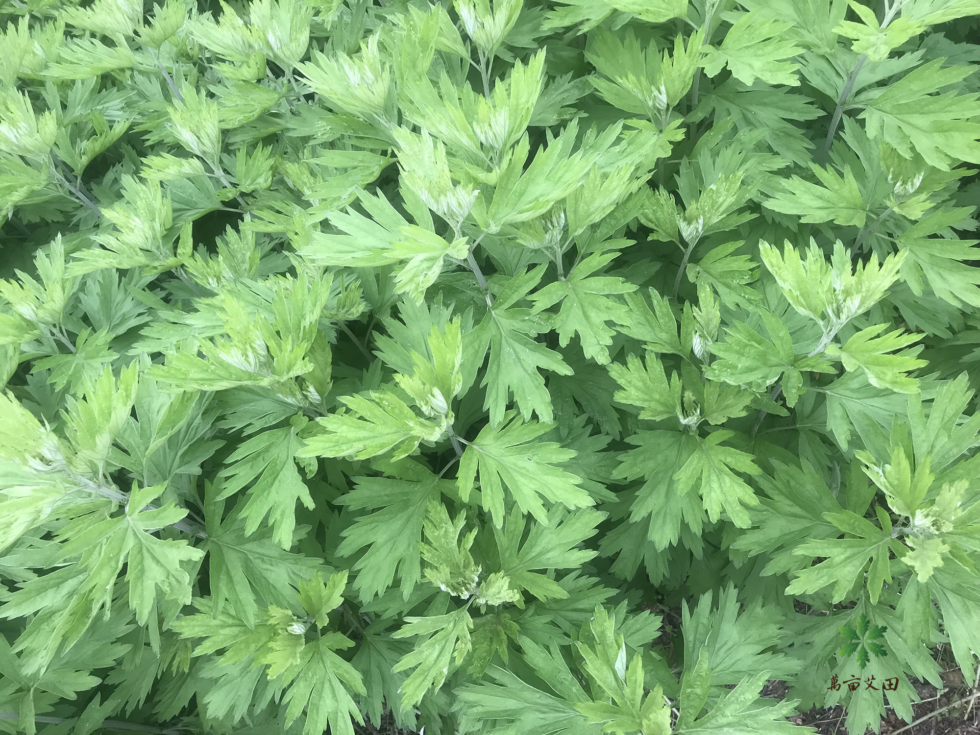 艾蒿苗的种植方法_艾蒿大面积种植技术_种植面积艾蒿技术大纲最新