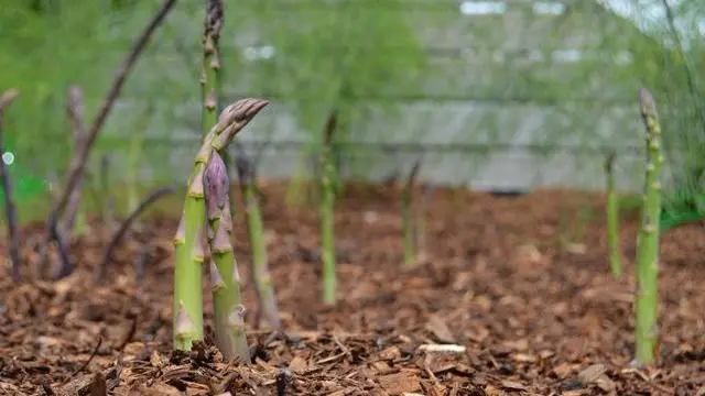 儿菜无公害栽培技术，想更合理的种植儿菜，这几步必不可少