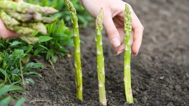 竹笋怎么种植技术_笋竹的种植_笋竹种植技术与管理