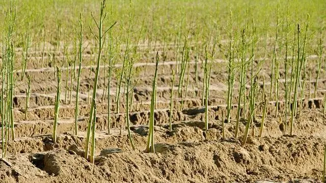 竹笋怎么种植技术_笋竹的种植_笋竹种植技术与管理