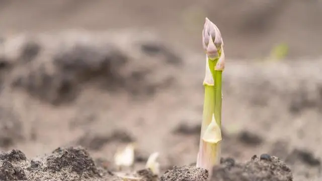 竹笋怎么种植技术_笋竹种植技术与管理_笋竹的种植