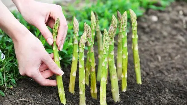 竹笋怎么种植技术_笋竹的种植_笋竹种植技术与管理