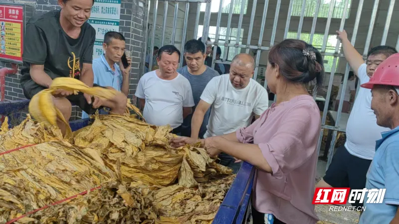 广东烟草种植_广东种植烟叶致富_广东种烟基地