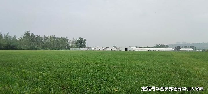 宠物狗养殖技术学校_养狗吧宠物培训学校_养狗培训学校